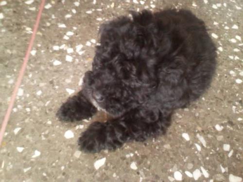 Vendo linda cachorra Poodle color negro naci - Imagen 1