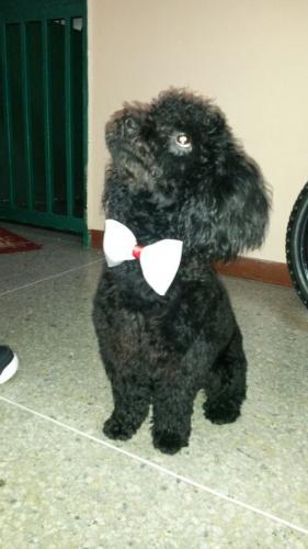 Vendo linda cachorra Poodle color negro naci - Imagen 2