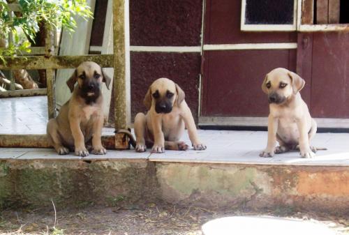 Hermosos Cachorros de Fila Brasilero vendo c - Imagen 1