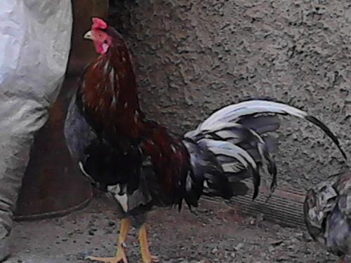 venta de casar gallina y  gallo linea españo - Imagen 1