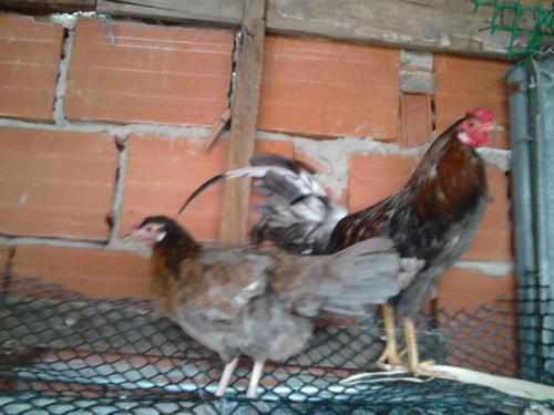 venta de casar gallina y  gallo linea españo - Imagen 2