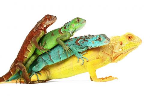 A la Venta todo tipo de reptiles en tachira  - Imagen 3