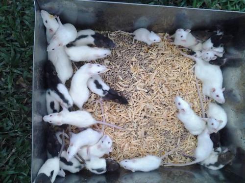 venta de ratas juevniles y crias al mayor en  - Imagen 1