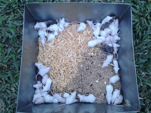 venta de ratas juevniles y crias al mayor en  - Imagen 3