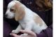 lindo-registrados-11-semanas-cachorros-beagle-machos-y