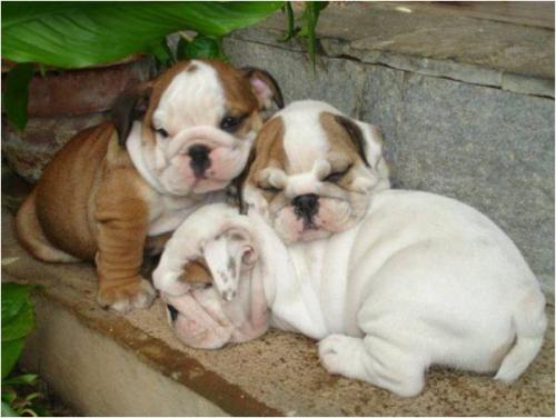 se venden preciosos cachorros  bulldog ingles - Imagen 1