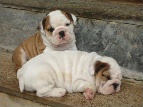 se venden preciosos cachorros  bulldog ingles - Imagen 2